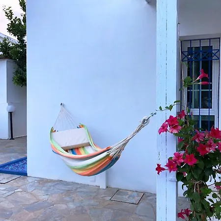 Citrus Tree