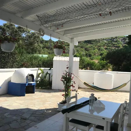 Villa Citrus Tree *